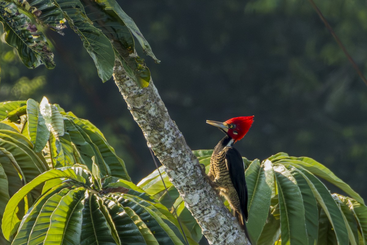 Crimson-crested Woodpecker - ML616120950