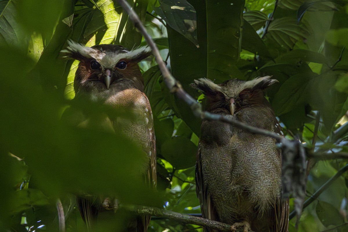 Crested Owl - ML616121068
