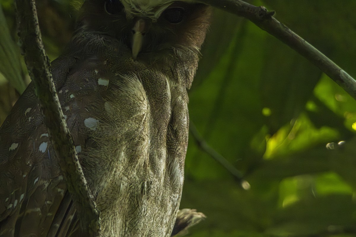 Crested Owl - ML616121069