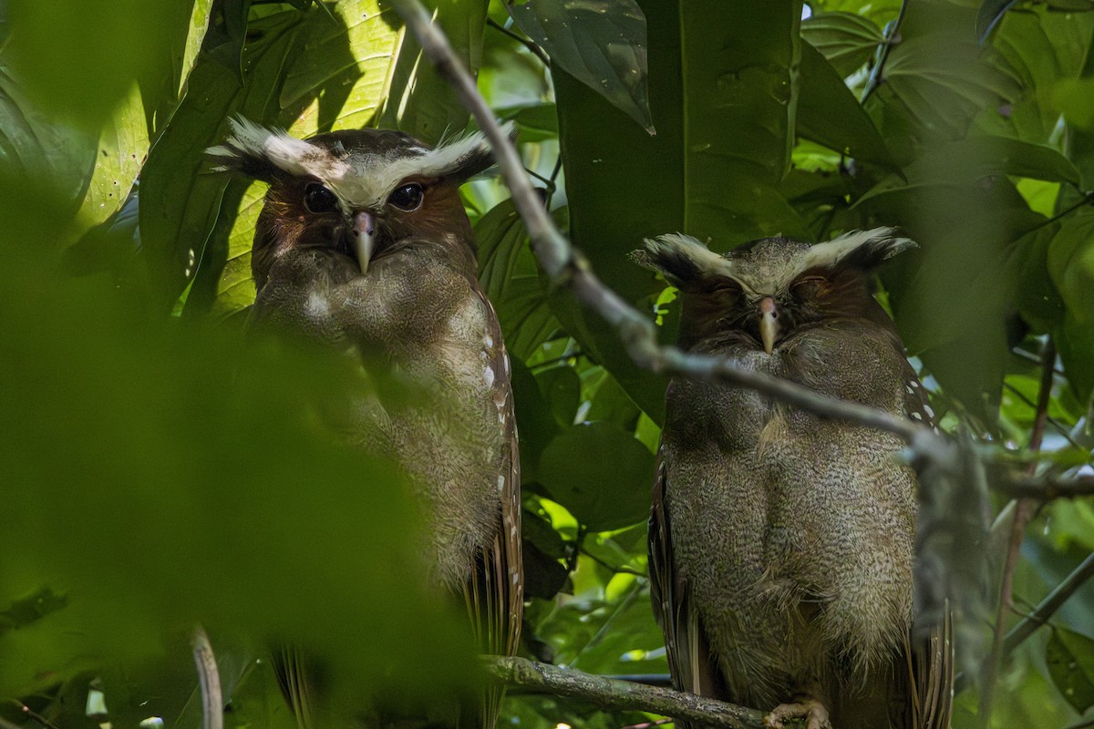 Crested Owl - ML616121070