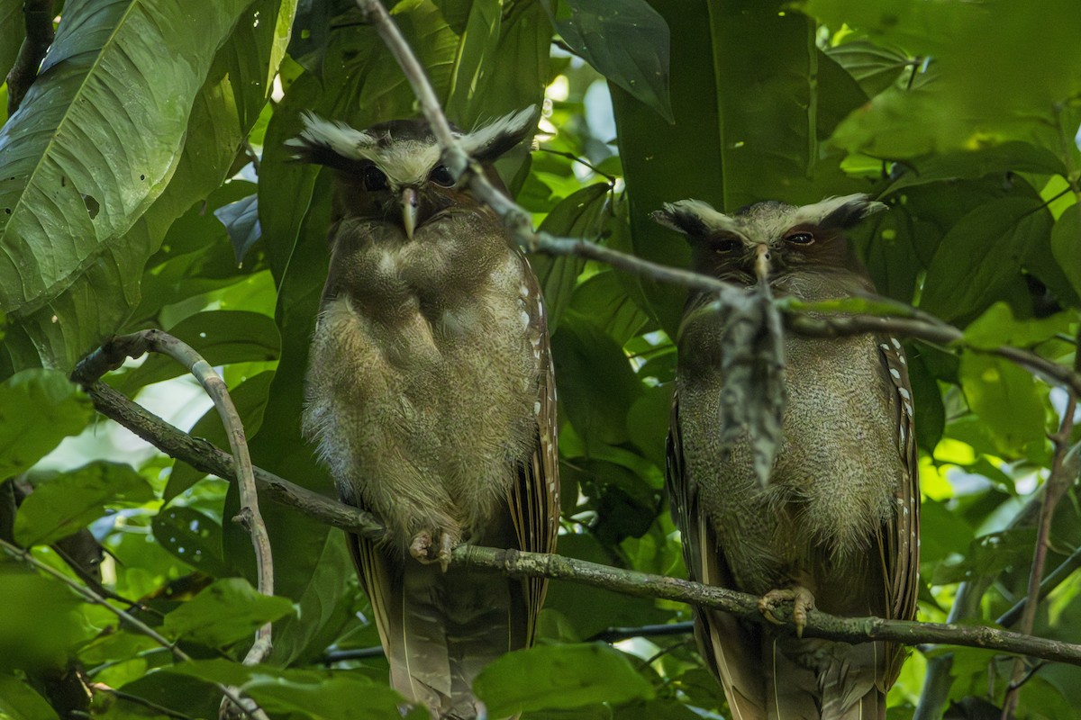 Crested Owl - ML616121071