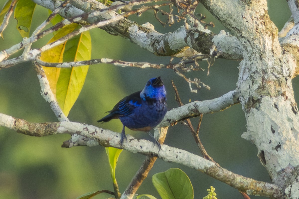 Opal-rumped Tanager - ML616121094