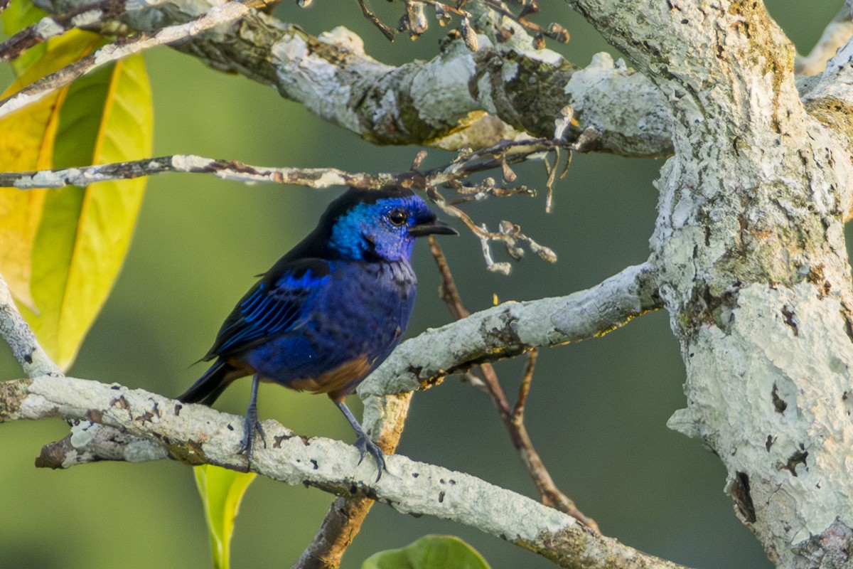 Opal-rumped Tanager - ML616121095