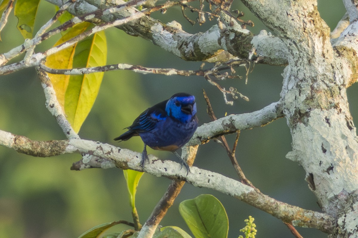 Opal-rumped Tanager - Frank Dietze