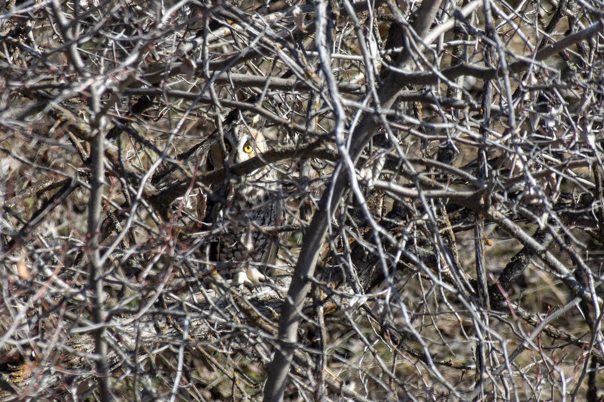 Long-eared Owl - ML616121143