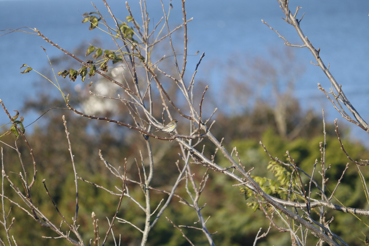 lesňáček žlutoskvrnný (ssp. coronata) - ML616121215