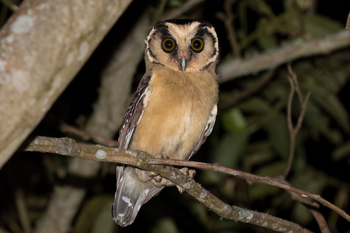 Buff-fronted Owl - ML616121411