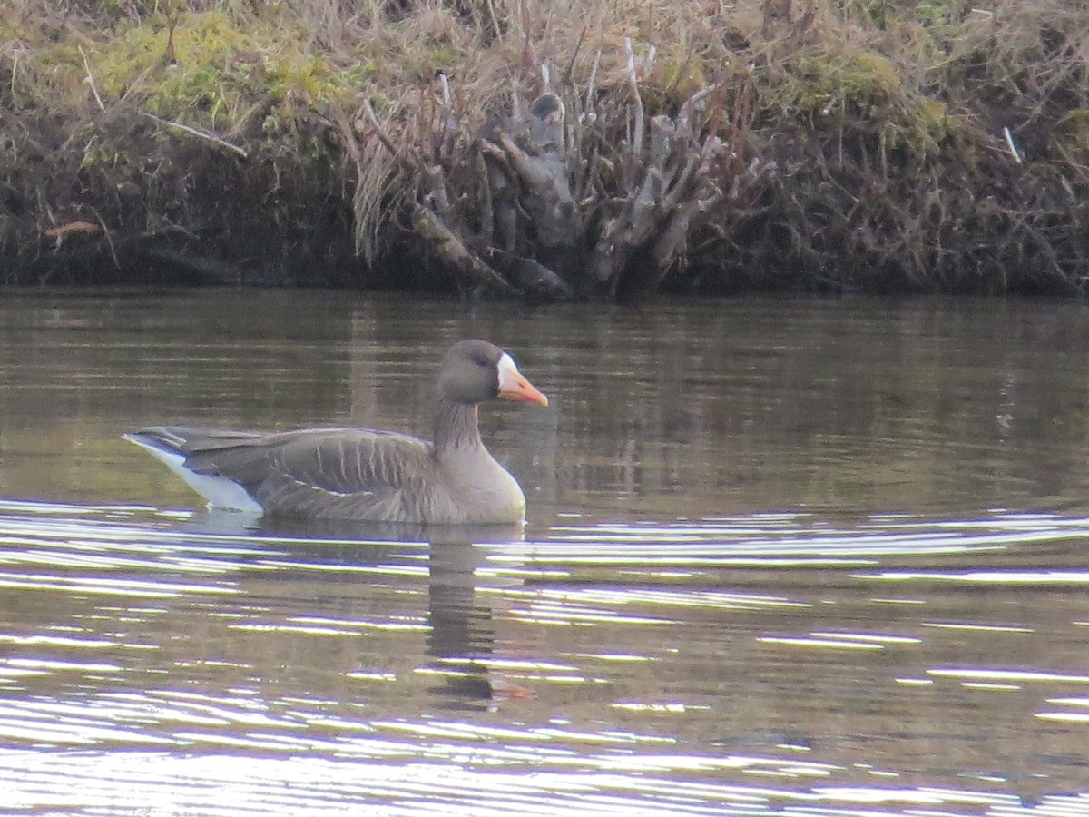 Greater White-fronted Goose - ML616121519