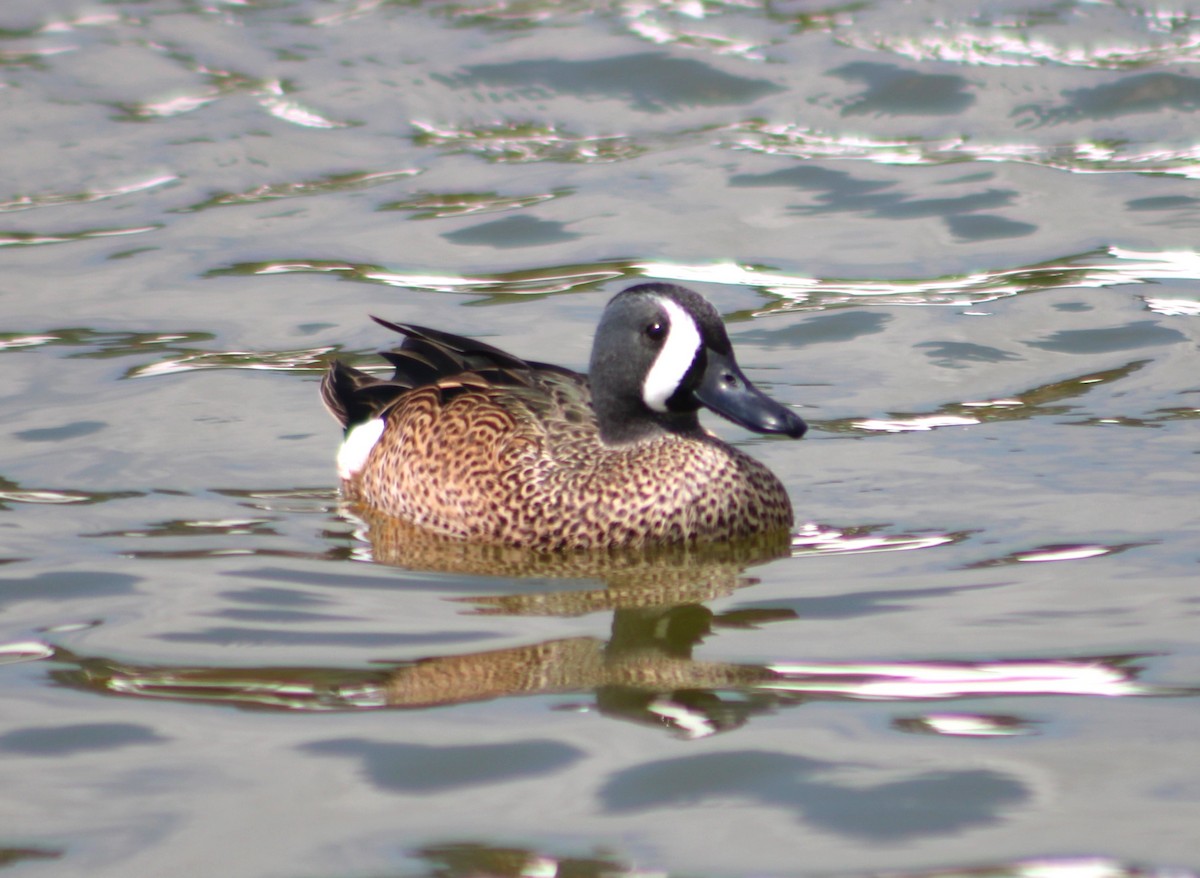 Blue-winged Teal - ML616121644
