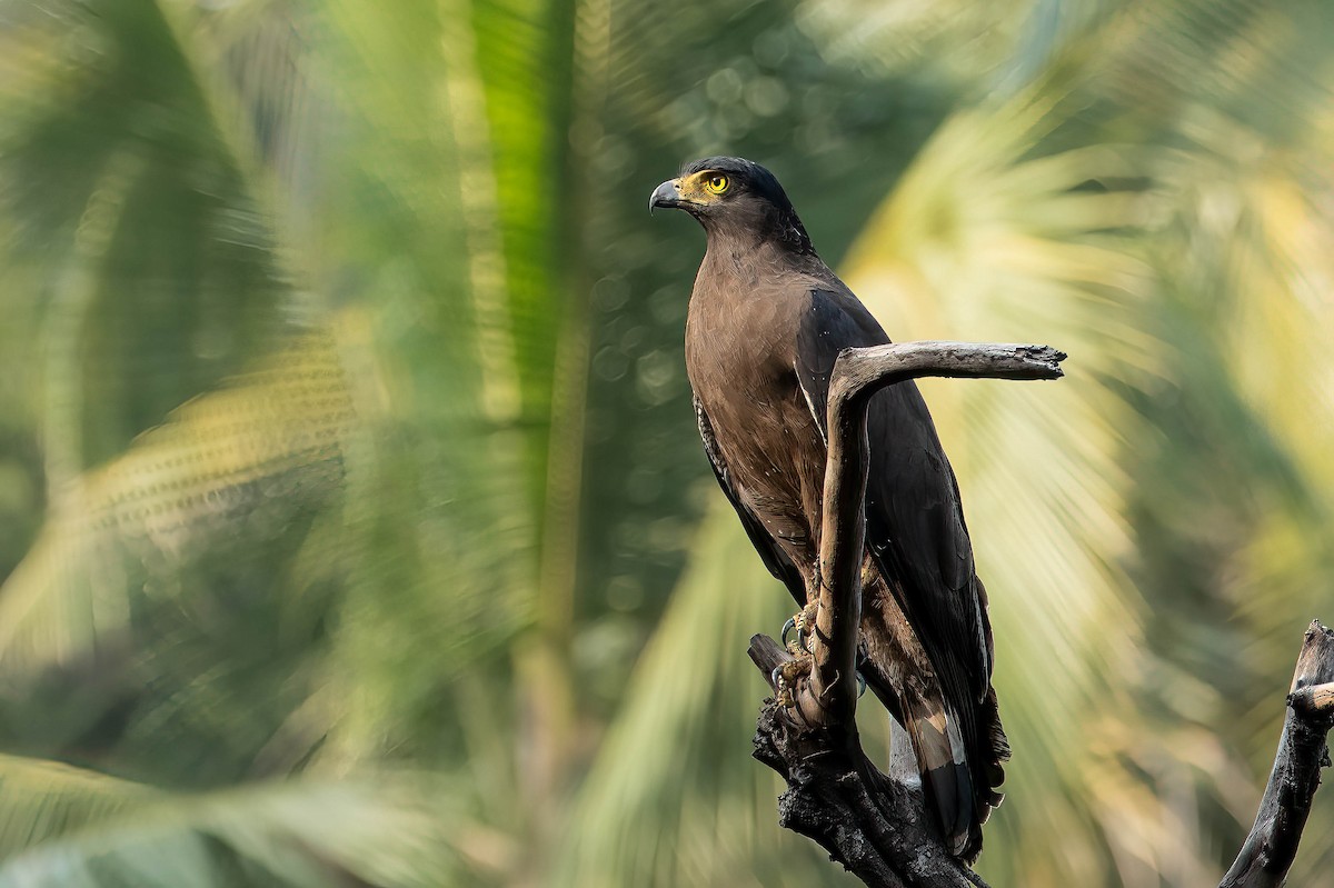Crested Serpent-Eagle - ML616121944