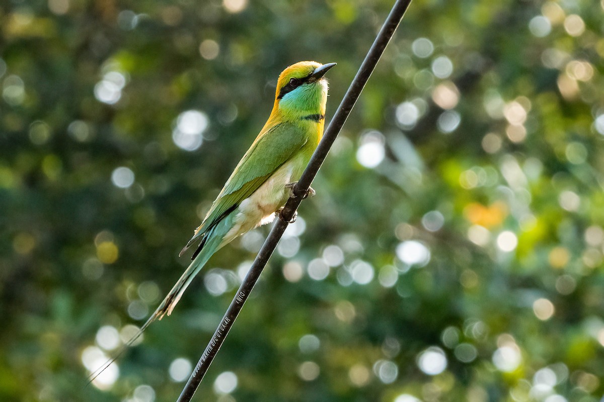 Asian Green Bee-eater - ML616121977