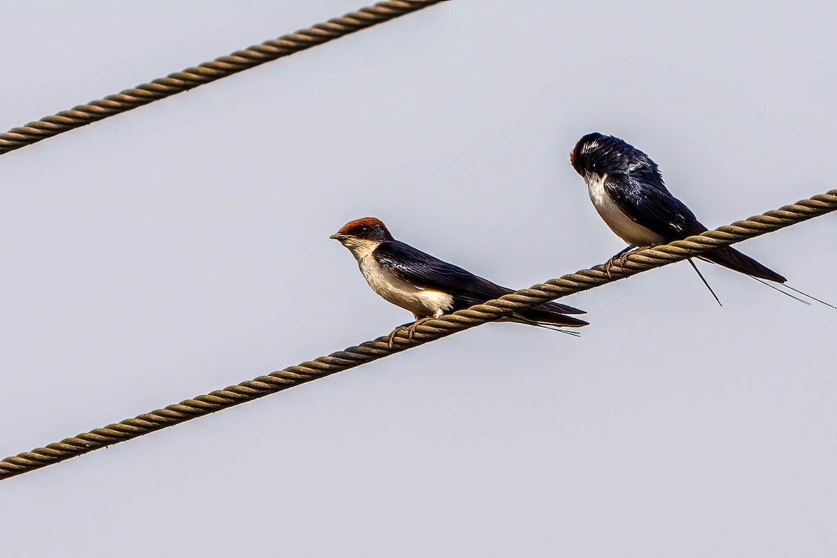 Wire-tailed Swallow - ML616121999