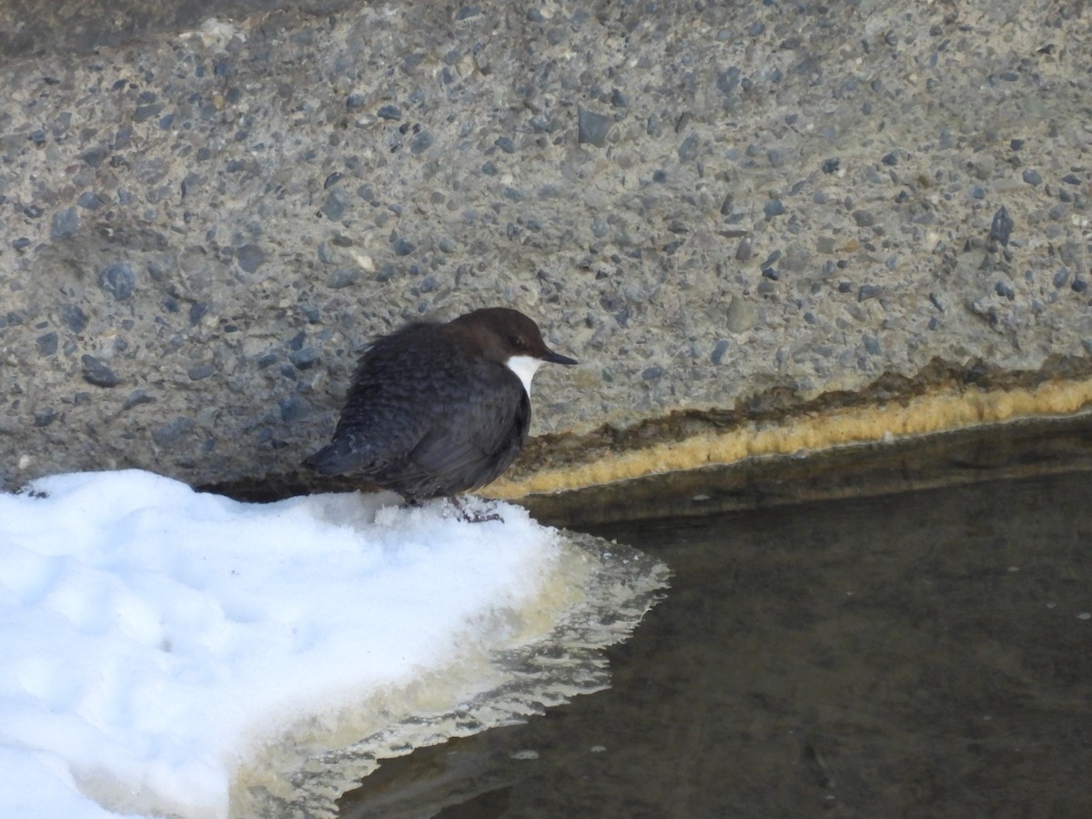 White-throated Dipper - Christian Caryl
