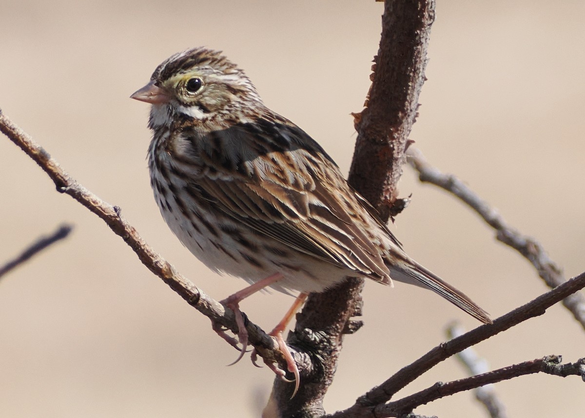 Savannah Sparrow (Savannah) - ML616122300
