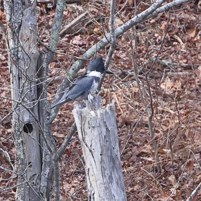 Belted Kingfisher - ML616122306