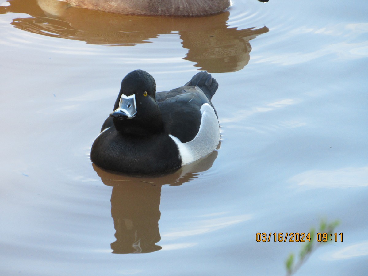 Ring-necked Duck - ML616122381
