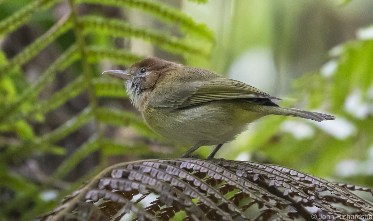 Rufous-naped Greenlet - ML616122400