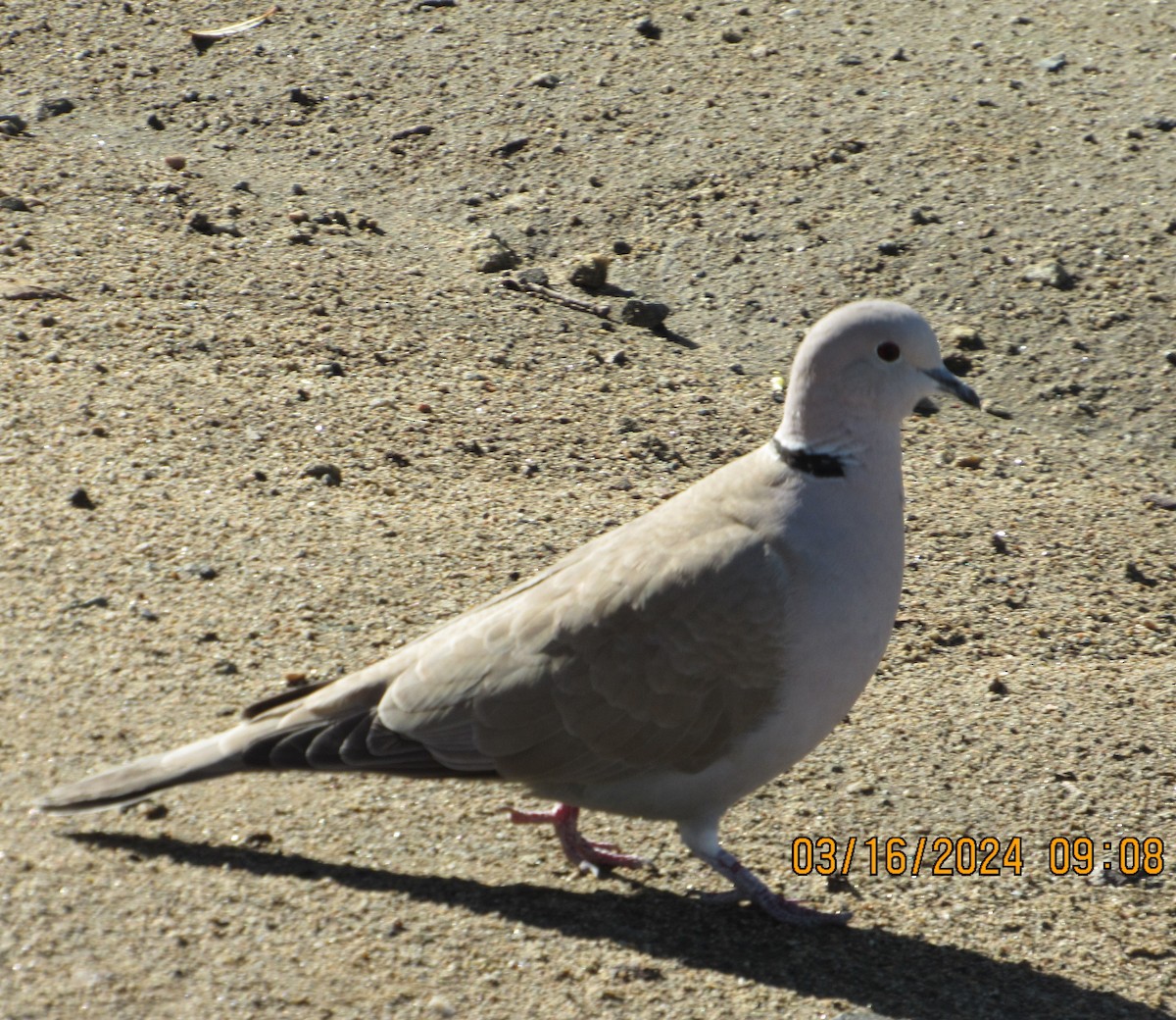 Eurasian Collared-Dove - ML616122554