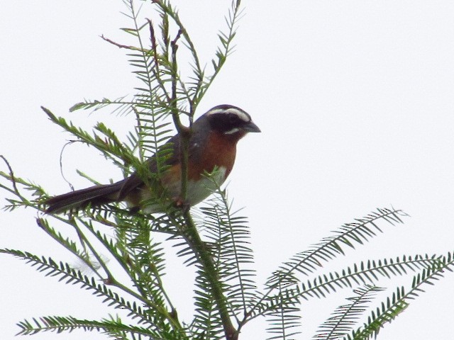 Black-and-chestnut Warbling Finch - ML616122641