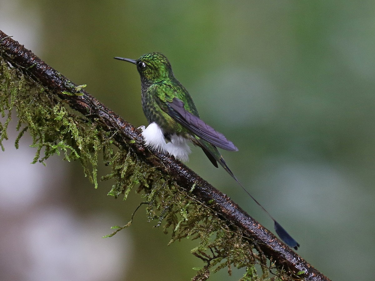 White-booted Racket-tail - ML616122808