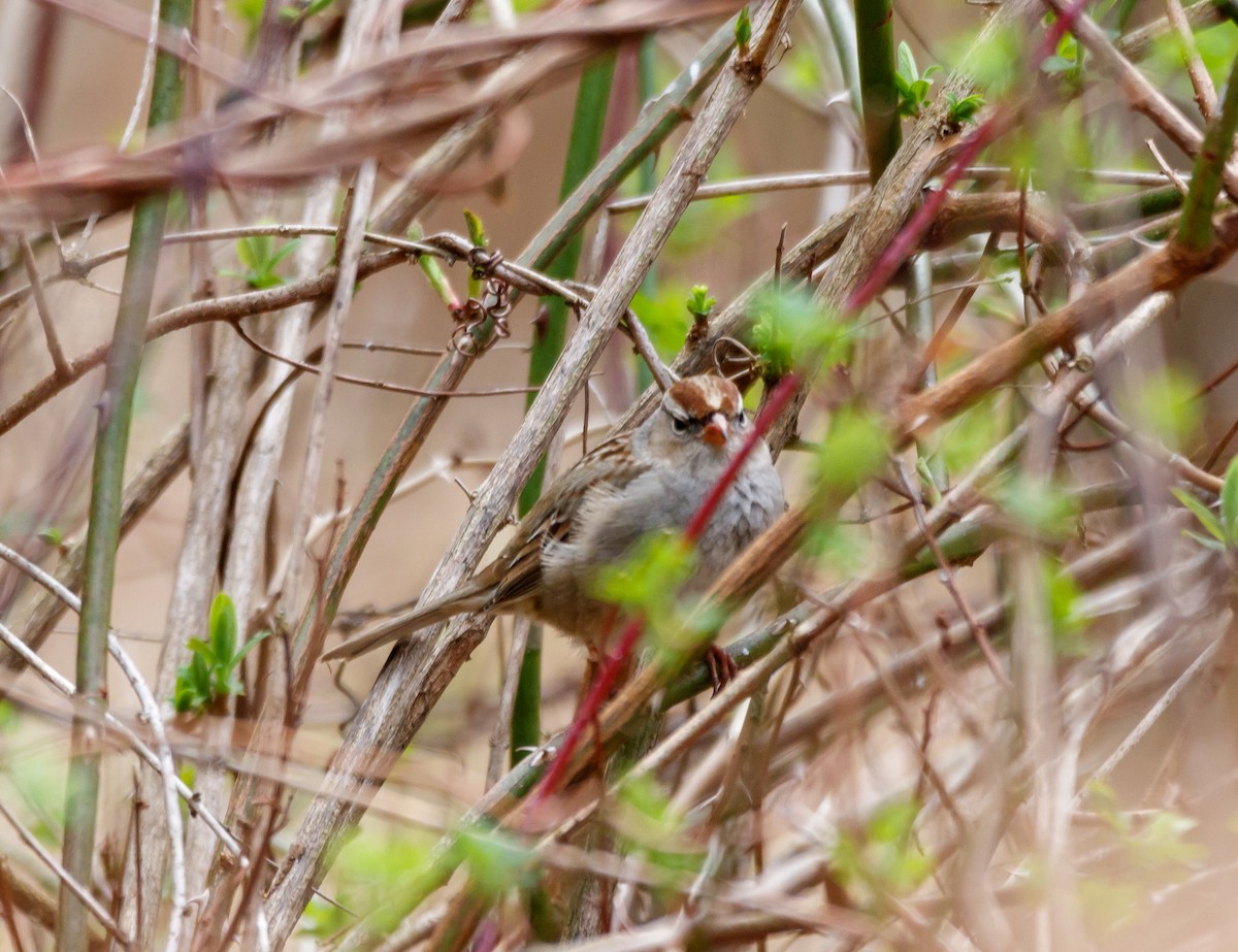 White-crowned Sparrow - ML616122809