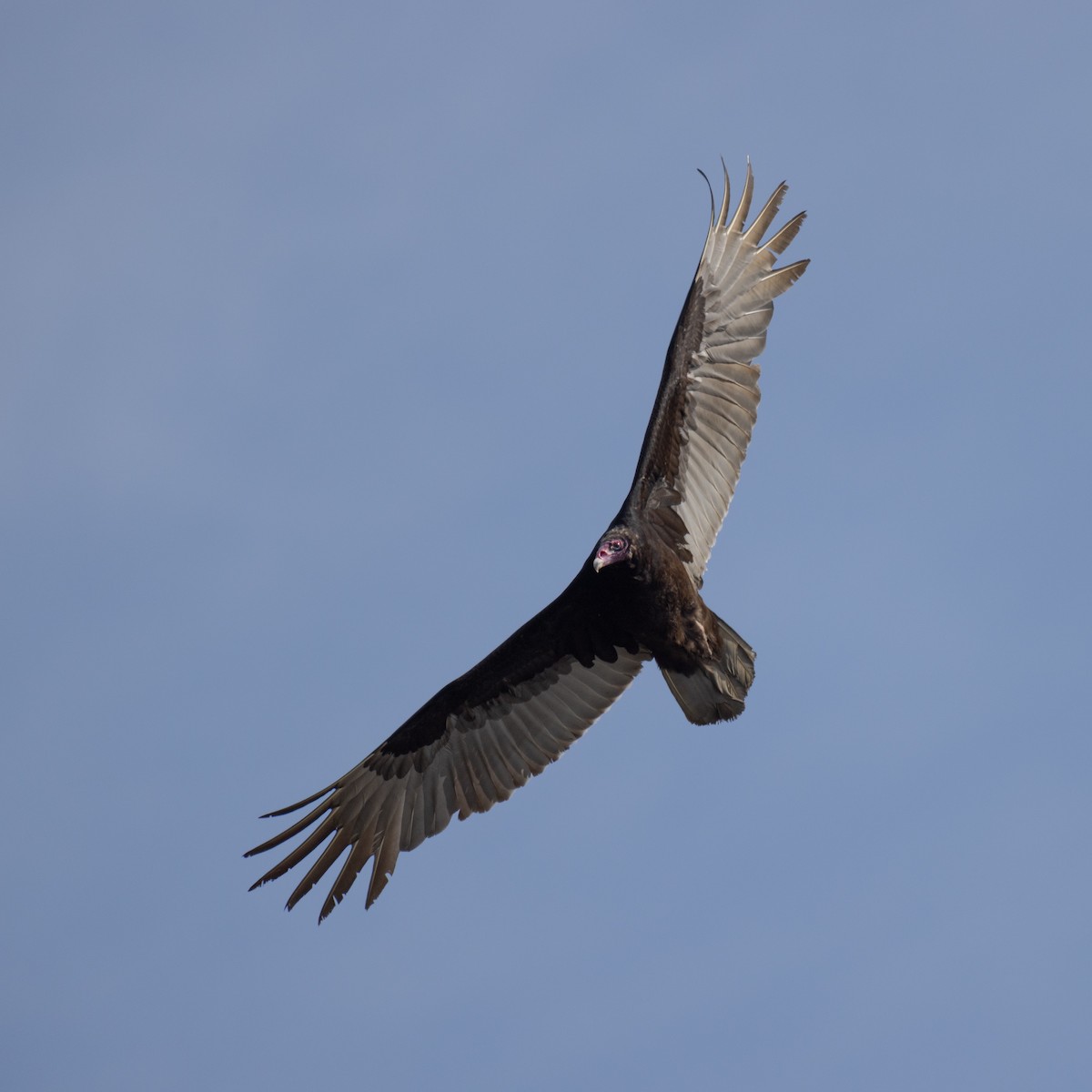 Turkey Vulture - Andy Wilson