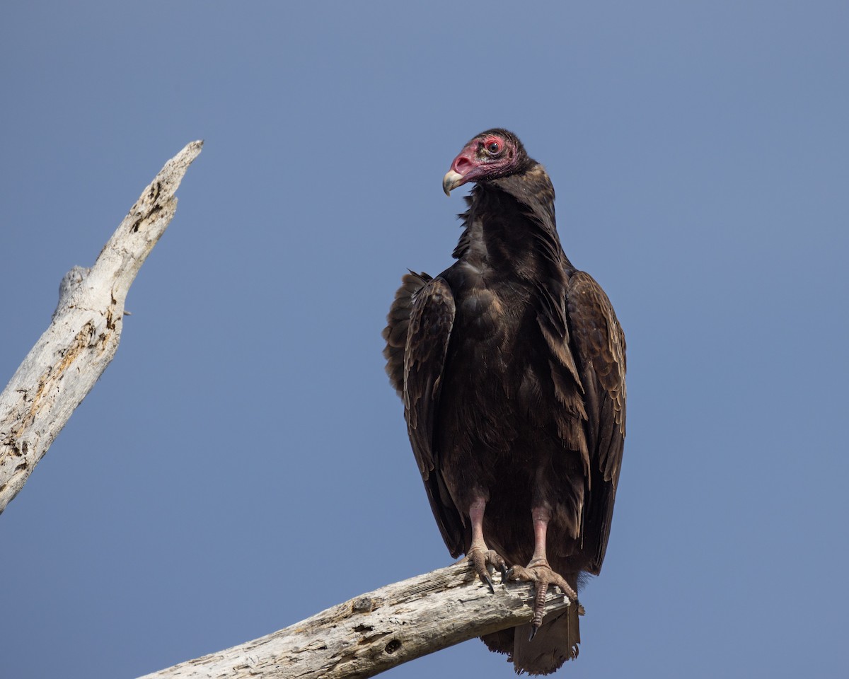 Turkey Vulture - ML616122825