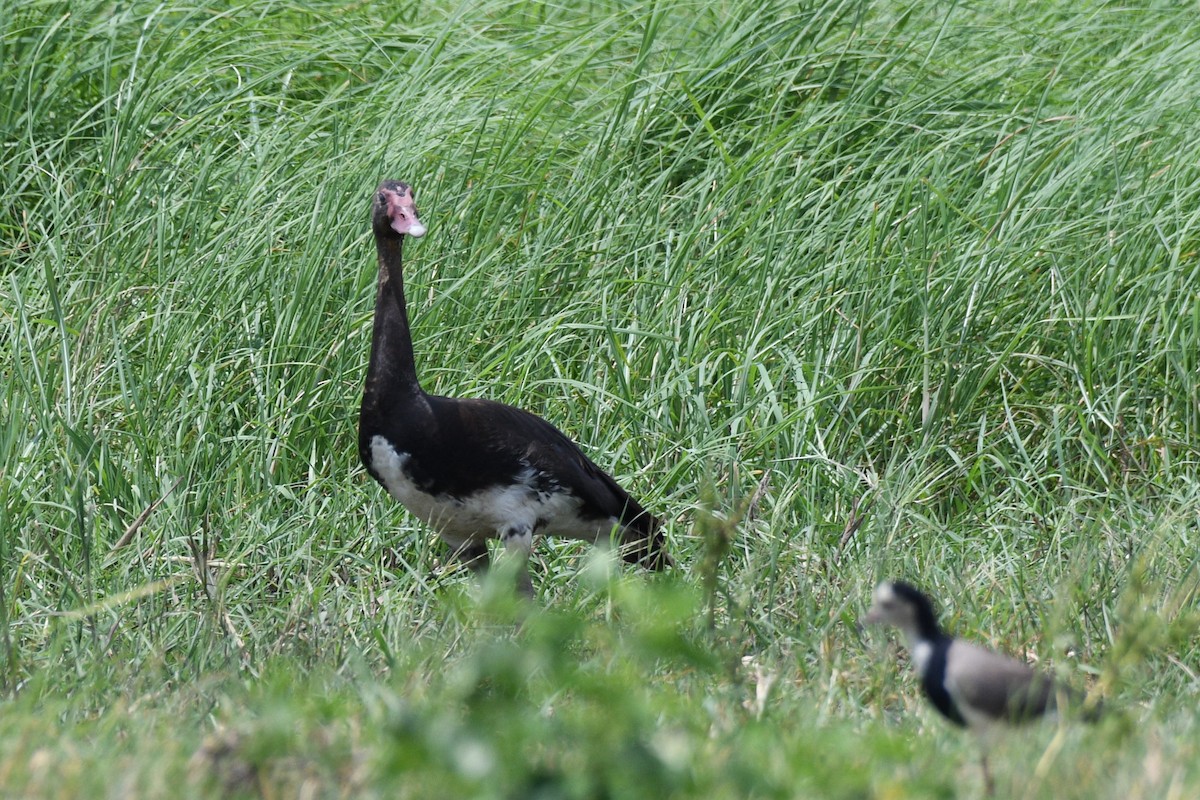 Spur-winged Goose (Southern) - ML616122852