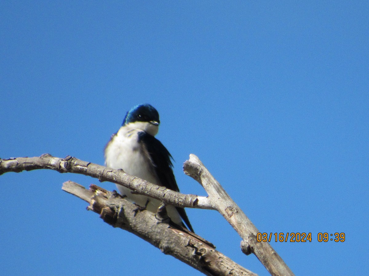 Tree Swallow - ML616122861
