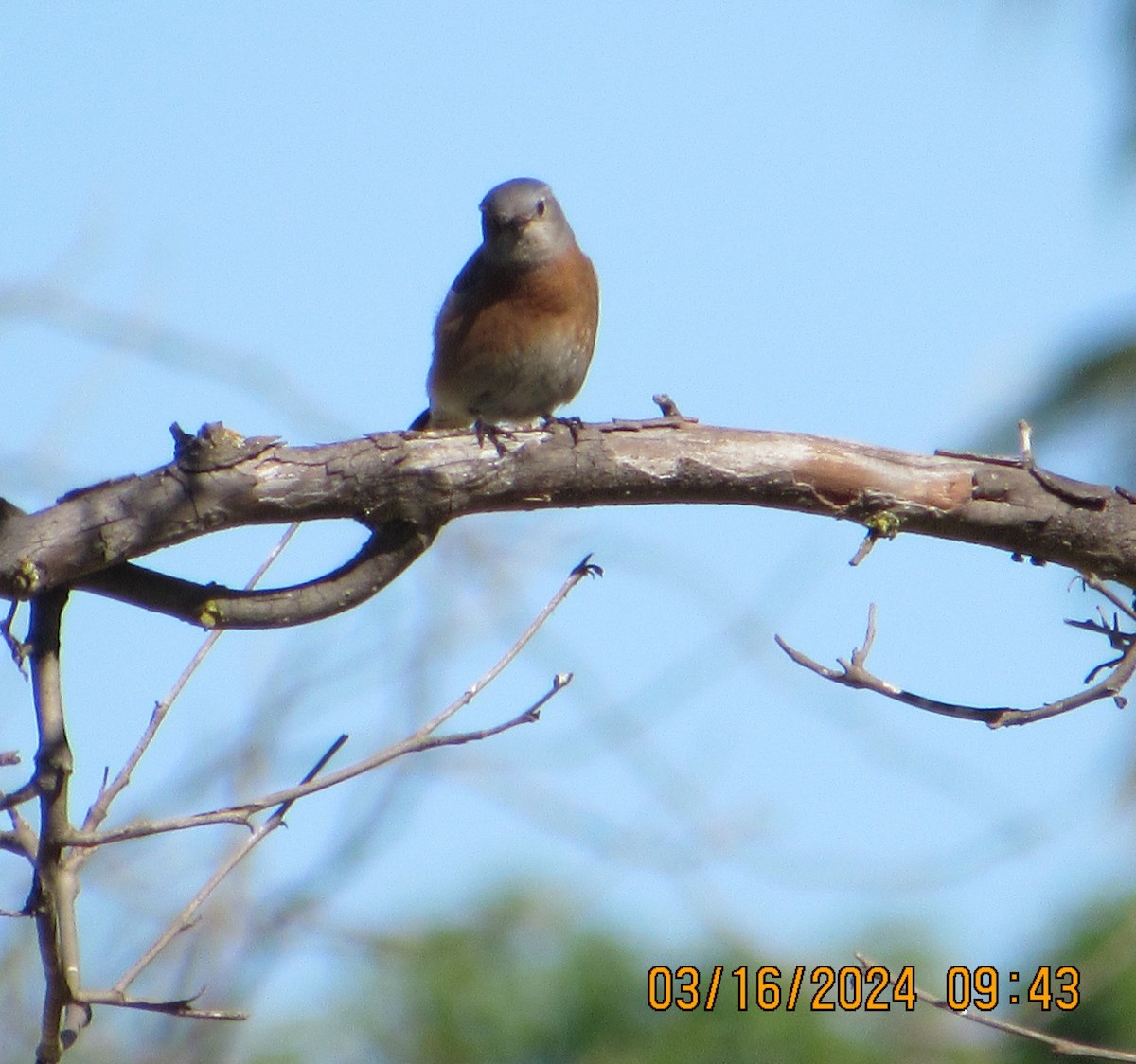 Western Bluebird - crdf bird