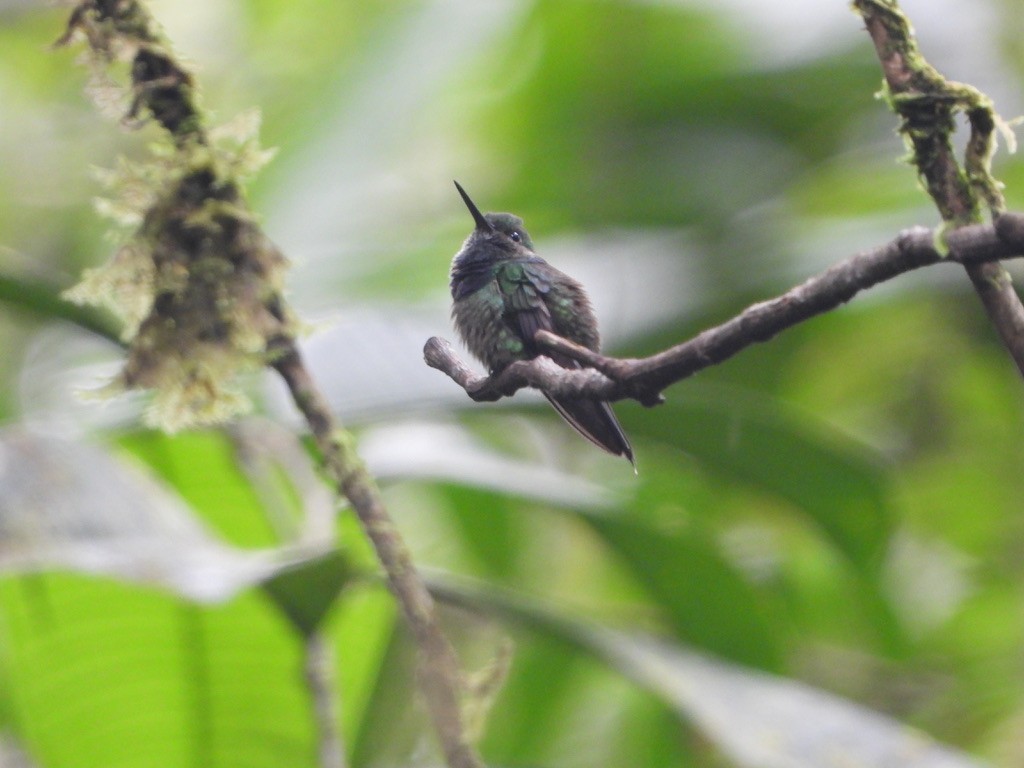 Purple-chested Hummingbird - ML616123029