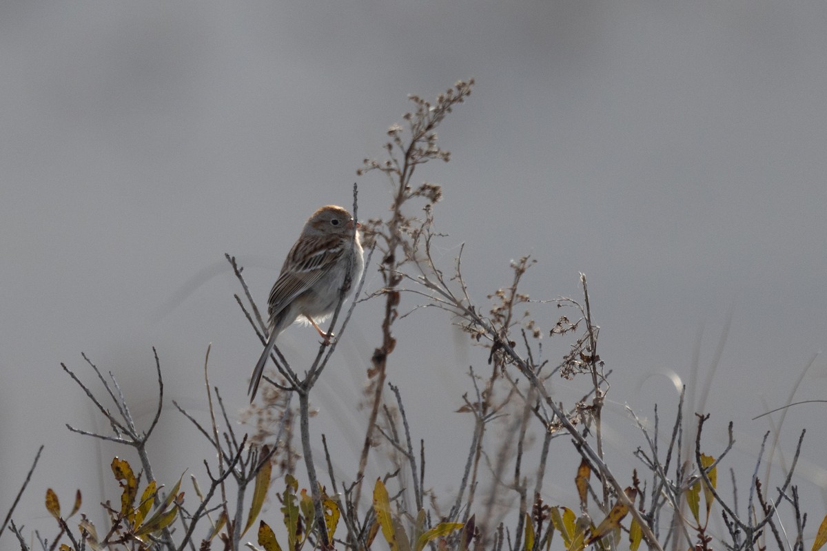 Field Sparrow - ML616123103