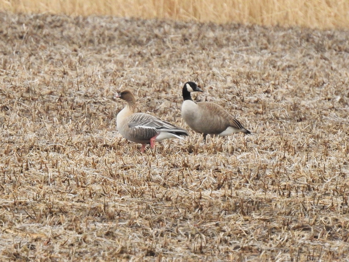Pink-footed Goose - ML616123291