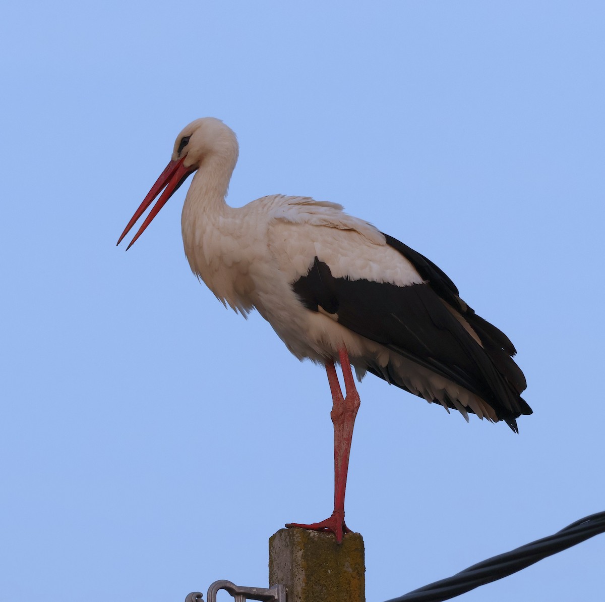 White Stork - ML616123341