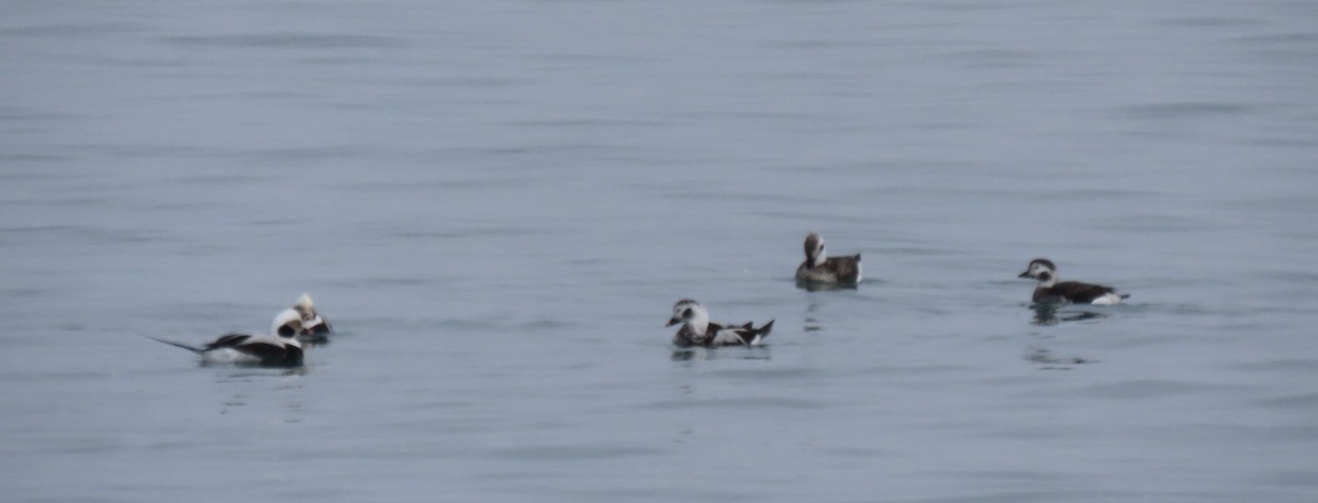 Long-tailed Duck - ML616123359