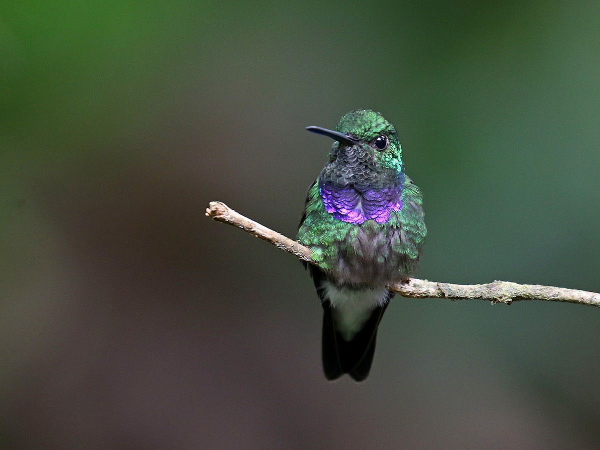 Purple-chested Hummingbird - ML616123442