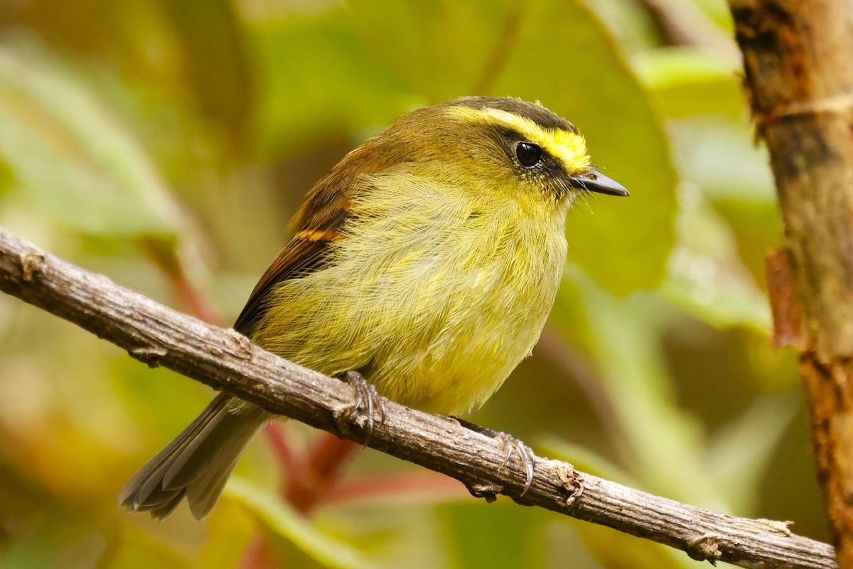 Yellow-bellied Chat-Tyrant - ML616123509