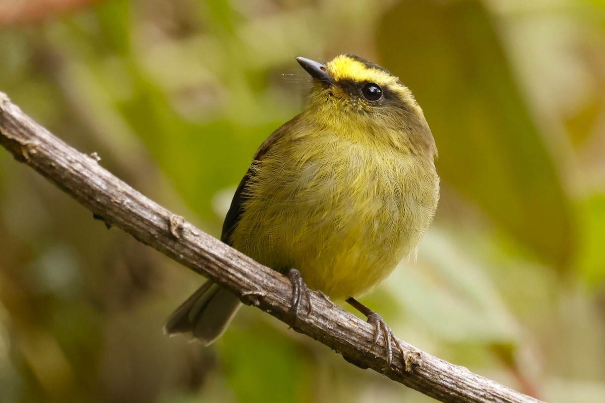 Yellow-bellied Chat-Tyrant - ML616123600