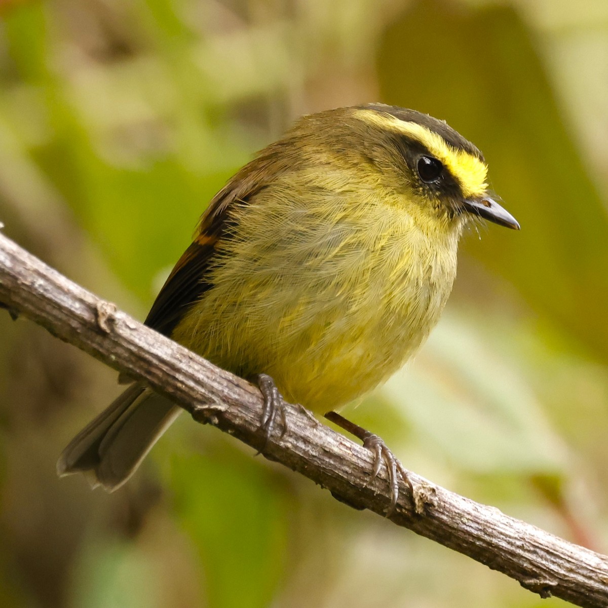 Yellow-bellied Chat-Tyrant - ML616123763