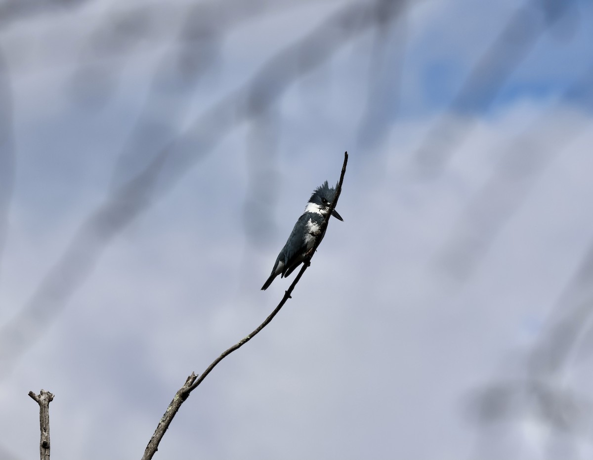 Belted Kingfisher - ML616123835