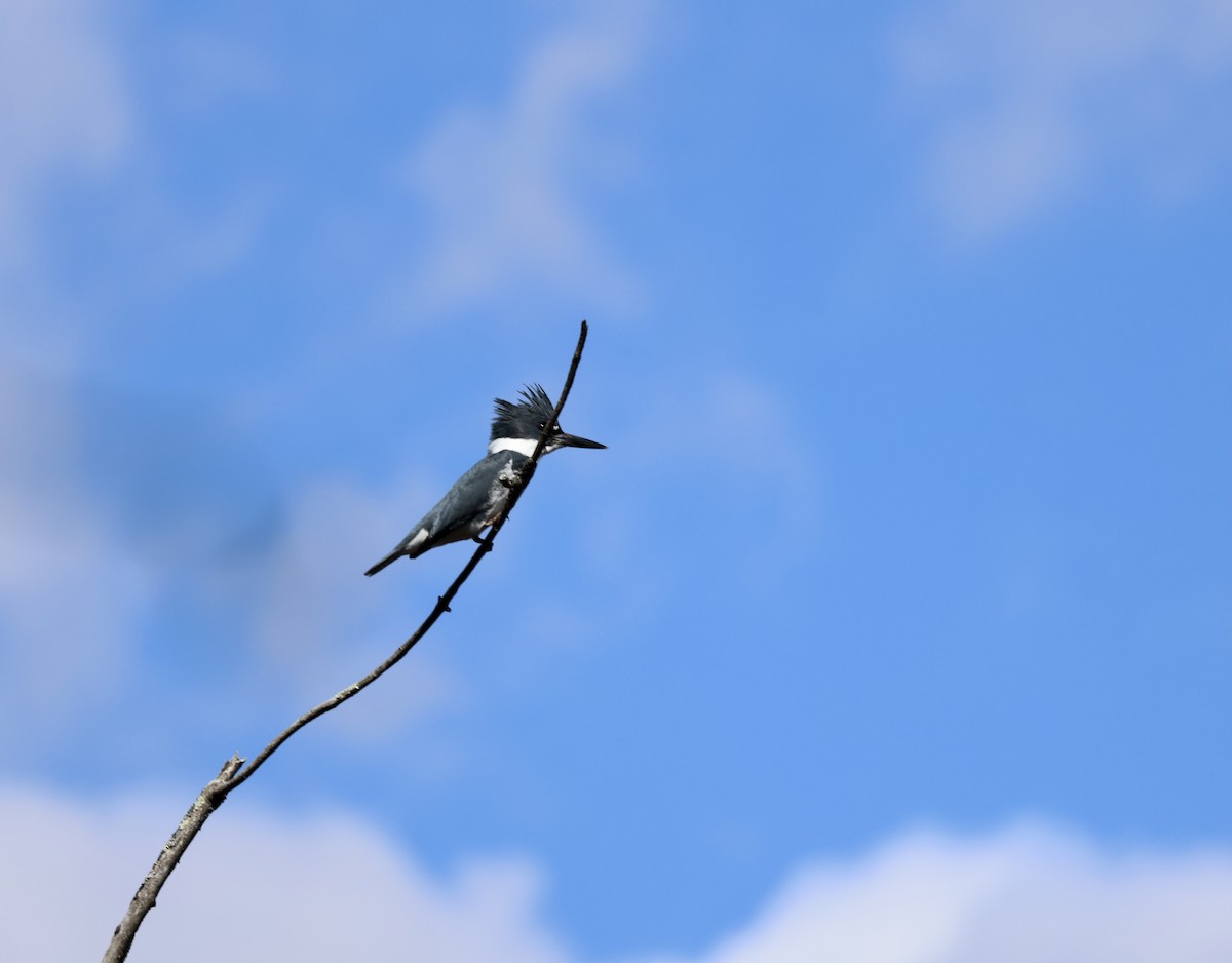 Belted Kingfisher - ML616123837