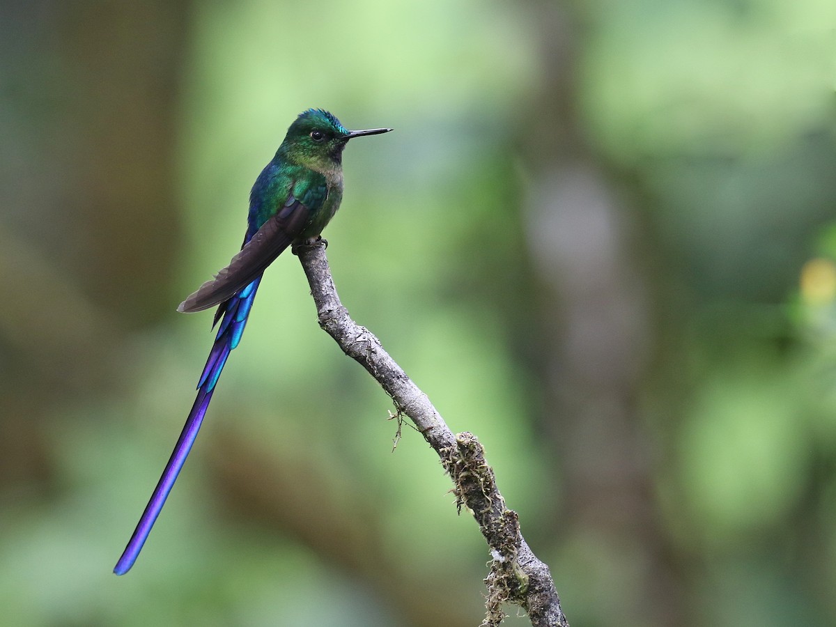 Violet-tailed Sylph - ML616123878