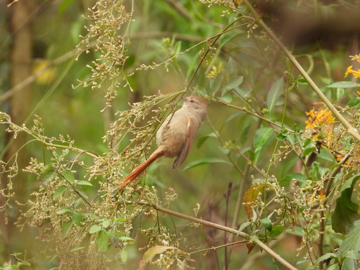 Brown-capped Tit-Spinetail - ML616124133