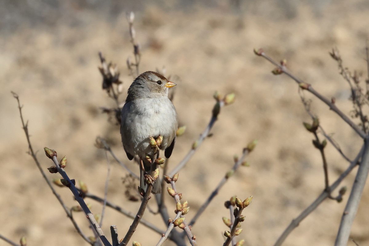 White-crowned Sparrow - ML616124173