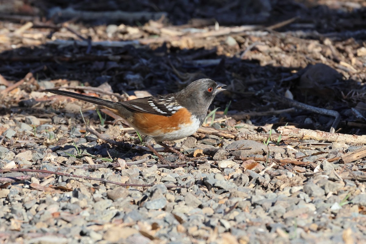 Spotted Towhee - ML616124185