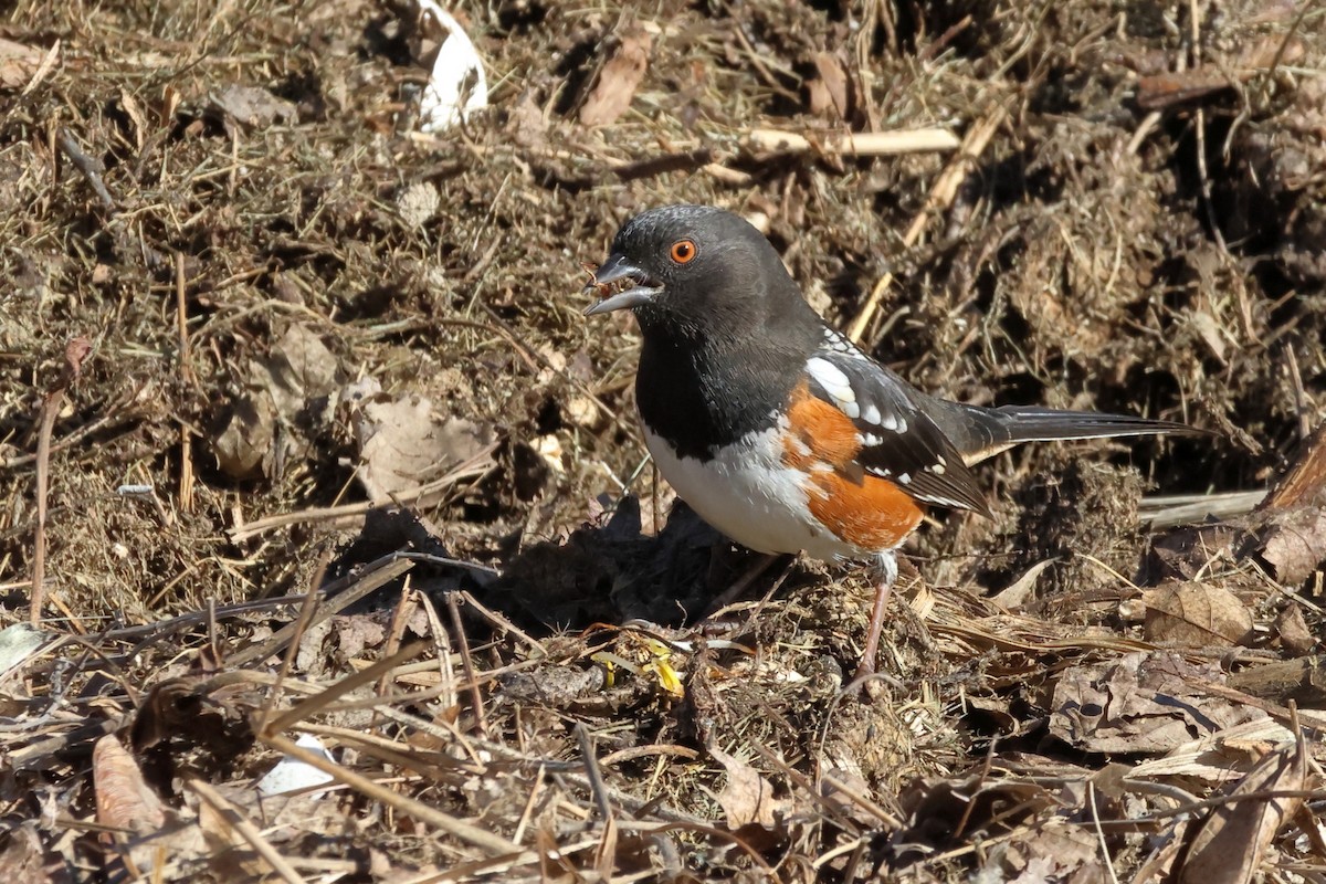 Spotted Towhee - ML616124186