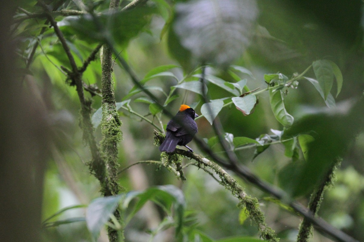 Tawny-crested Tanager - Ben Dudek