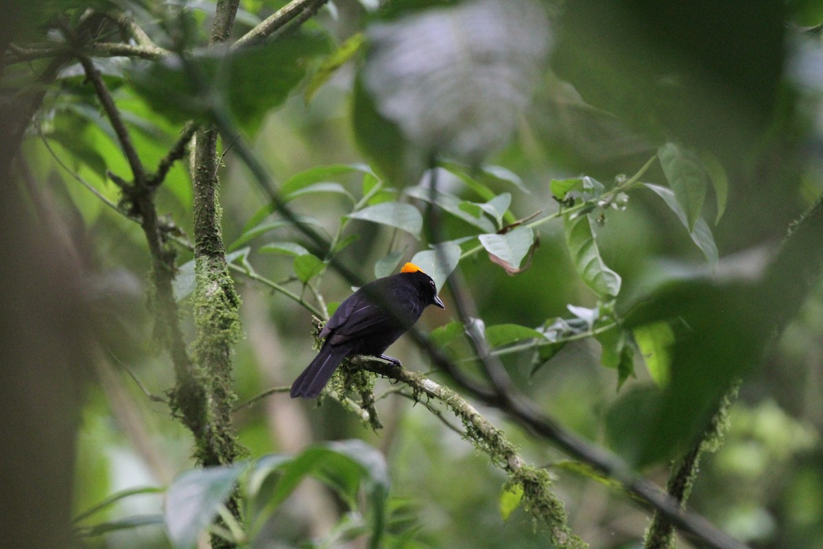 Tawny-crested Tanager - Ben Dudek