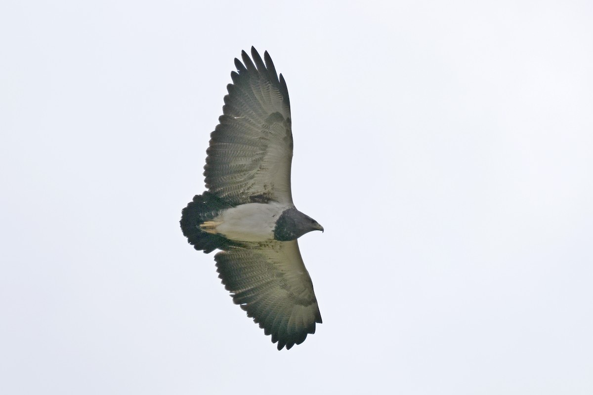 Black-chested Buzzard-Eagle - Lyle Hamilton