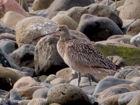 Long-billed Curlew - ML616124930